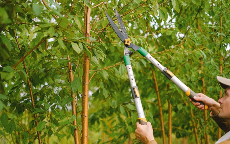 Tree trimming in Cozad, NE